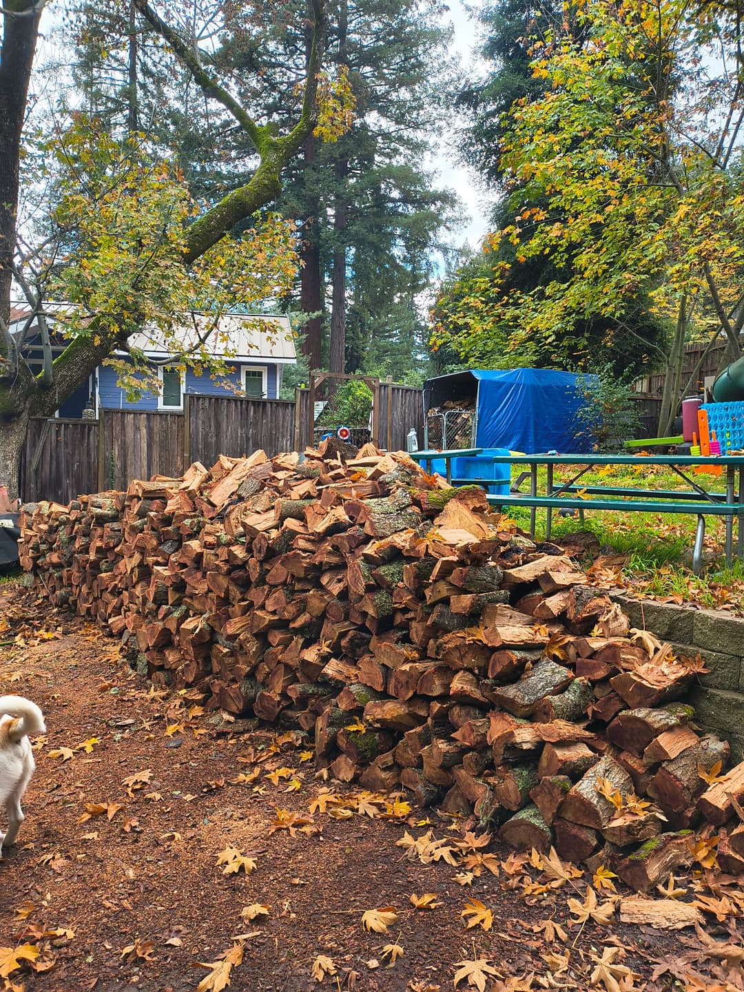 Large pile of chopped firewood stacked on a residential property