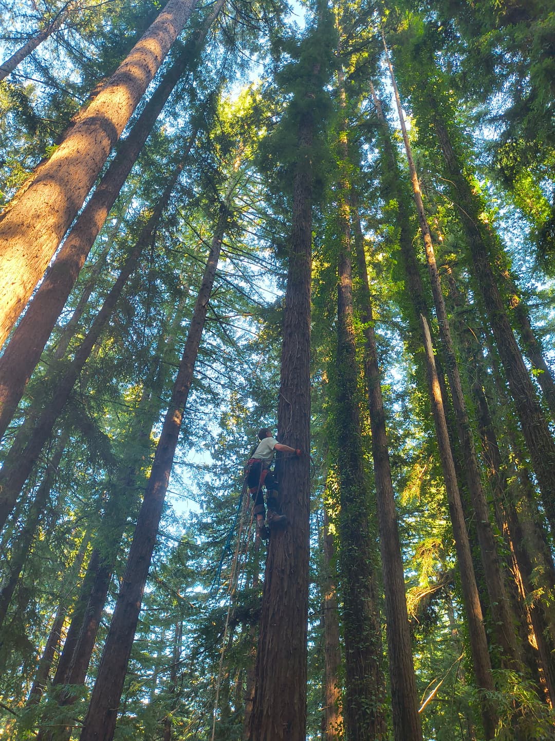 Certified arborist climbing tall redwood tree in Santa Cruz Mountains forest for tree trimming service