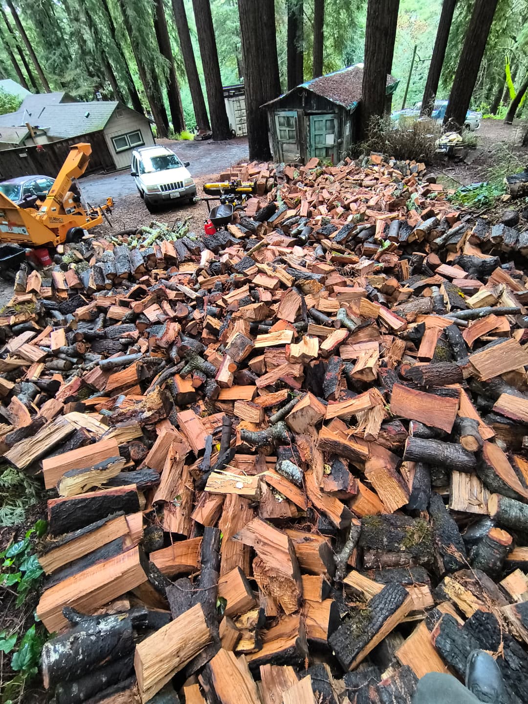 Large pile of split firewood stacked in redwood forest near cabin after tree removal in Santa Cruz Mountains
