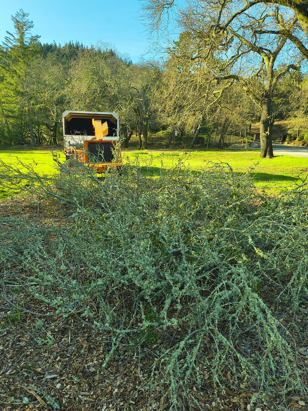 Wood chipper in open green field with pruned tree branches during tree service job in Santa Cruz Mountains CA